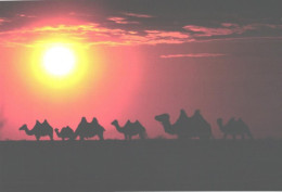 Mongolia:Camels At Sunset - Mongolia