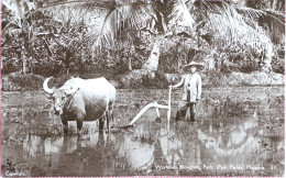 C. P. A. : Malaysia : Workman Ploughing Padi, Padi Fields, MALACCA - Malaysia