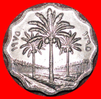 * GREAT BRITAIN (1971-1981): IRAQ  5 FILS 1395 1975 PALM TREES MINT LUSTRE! · LOW START! · NO RESERVE!!! - Iraq