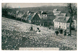 Allemagne--près Chemnitz--DREBACH Im Marz U April J J Mit In Mengen ....( Très Animée) - Autres & Non Classés