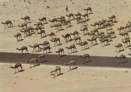 Kuwait - Camel Herd In The Kuwait Desert 1982 - Koweït