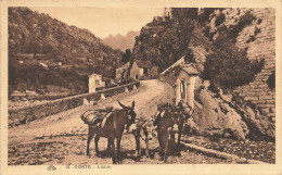 Corte * Le Laitier Et Ses ânes Sur La Route * Métier Lait * Haute Corse 2B - Corte