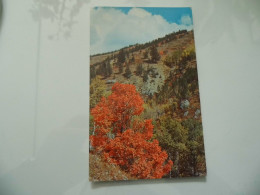 Cartolina "AUTUMN COLORS ON LITTLE SHEEP CREAK IN EASTERN IDAHO, BONEVILLE COUNTY" - Other & Unclassified