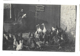 80 - BEAUVAL -  Femme Avec Volailles Sur Pancarte  L CARTON Beauval Veterinaire Baby Phosphate Bon état - Beauval