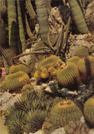 CACTUS   JARDIN EXOTIQUE - Sukkulenten