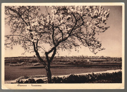 ALTAMURA - BARI - 1939 - PANORAMA CON MANDORLI FIORITI (LL) - Altamura