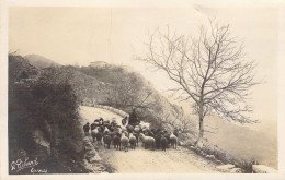 Agriculture - Transhumance Des Moutons Avec Le Berger  - Carte Postale Ancienne - Breeding