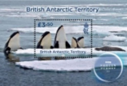 2023-03- BRITISH ANTARCTIC- BAT - FROZEN PLANET II     BF   1V      MNH** - Ongebruikt