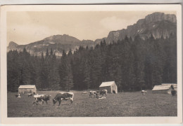 C6915) BLAA ALPE Mit LOSER - ALTAUSSEE - Salzkammergut 1942 Hütten Mit Kühen ALT !! TOP VARIANTE - Ausserland