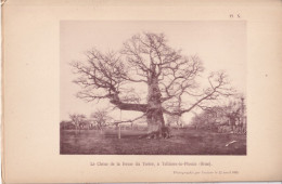 Tellières-le-Plessis (Orne 61) Le Chêne De La Ferme Du Tertre -   Planche D'un Livre - Photographié Le 22 Avril 1895 - Otros Planes