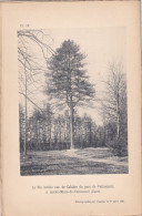 Sainte-Marie-de-Vatimesnil (Eure 27) Le Pin Laricio Var. De Calabre Du Parc - Planche  - Photographié Le 1 Avril 1894 - Altri Disegni