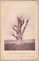 Nonant-le-Pin (Orne 61) Le Chêne De La Ferme Du Plessis, à Nonant-le-Pin -  Planche - Photographié Le 23 Avril 1895 - Autres Plans