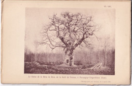 Pressagny-l'Orgueilleux (Eure 27) Le Chêne De La Mère De Dieu, De La Forêt De Vernon -  Photographié Le 11 Avril 1895 - Other Plans