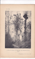 Jonquerets-de-Livet (Eure 27) Le Houx Du Hameau De Longueraie (Eure) -  Photographié Le 29 Avril 1895 - Andere Plannen