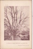 Les Andelys (Eure 27) Le Tilleul De La Fontaine Sainte-Clotilde, Aux Andelys  (Eure) -  Photographié Le 2 Avril 1894 - Altri Disegni