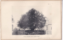 La Lacelle (Orne 61) L'If Di Cimetière De La Lacelle (Orne) - Planche - Photographié Le 29 Avril 1898 - Andere Plannen