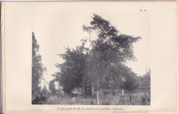 Castillon (Calvados 14) Le Plus Gros Des Ifs Du Cimetière De Castillon (Calvados) - Photographié Le 28 Juin 1898 Bayeux - Otros Planes