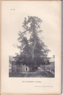 Colombières (Calvados 14) L'If Du Cimetière De Colombières - Photographié Le 29 Juin 1898 - Bayeux - Altri Disegni