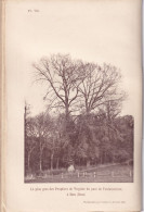 Sées (Orne 61) Le Plus Gros Des Peupliers De Virginie Du Parc De Fontaineriant à Sées - Photographié Le 21 Avril 1898 - Otros Planes