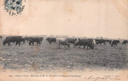 Dans La Crau 13-Bouches Du Rhône-Manade De M. E. BLANC Du Mas De L'Audience-Taureau-TAUROMACHIE-Photo Cabanis, Nimes - Other & Unclassified