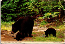 Canada Canadian Black Bears - Moderne Ansichtskarten