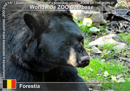 01181 Forestia, BE - American Black Bear (Ursus Americanus) - Theux