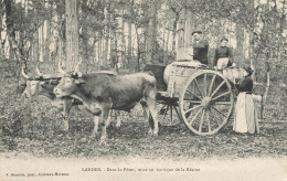 Landes * Dans La Forêt , Mise En Barrique De La Résine * Résinier * Travail Dans Les Bois * Attelage - Autres & Non Classés