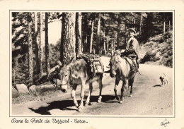 Dans La Forêt De Vezzani * Attelage Sur La Route * Corse Du Sud 2A - Sonstige & Ohne Zuordnung