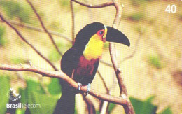 Brazil:Brasil:Used Phonecard, Brasil Telecom, 40 Units, Bird, Toucan, Ramphastos Vitellinus, 2003 - Brasilien