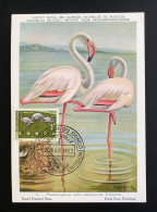 Carte Maximum Oiseau Flamant Rose 1963 Congo CM FDC Maximum Card - Fenicotteri