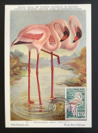 Carte Maximum Oiseau Flamant Rose 1962 Somalis CM FDC Maximum Card - Flamingo