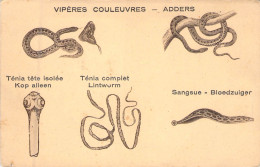 ILLUSTRATEURS NON SIGNEE - Vipères Couleuvres - Adders - Ténia Tête Isolée - Ténia Complet - Carte Postale Ancienne - Unclassified