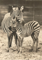 Zebra Mit Fohlen, Foto-AK, Gelaufen 1972 - Cebras