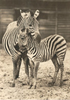 Zebra Mit Fohlen, Foto-AK, Gelaufen 1972 - Zebras