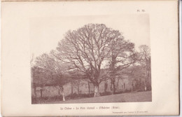 Haleine (Orne 61) Le Chêne " Le Père éternel " D'Haleine  (Orne) - Photographié Le 13 Avril 1897 - Otros Planes