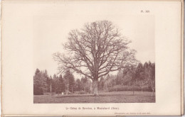 Montabard  (Orne 61) Le Chêne De Raveton - Photographié Le 20 Avril 1897 -  Aux Environs De Falaise Et D'Argentan - Andere Plannen