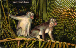 Florida Miami Monkey Jungle Where The Monkeys Ron Wild 1950 Curteich - Miami