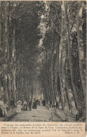 Auxerre * La Grande Avenue , L'arbre Sec - Auxerre