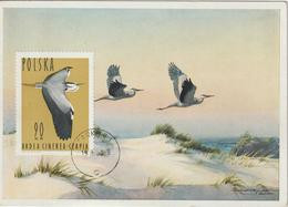 Pologne Carte Maximum Oiseaux 1964 Héron 1351 - Maximum Cards