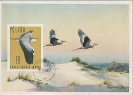 Pologne Carte Maximum Oiseaux 1964 Héron 1351 - Cartes Maximum