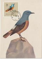 Pologne Carte Maximum Oiseaux 1960 Merle De Roche 1078 - Maximum Cards