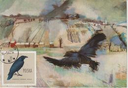 Pologne Carte Maximum Oiseaux 1960 Corbeau 1071 - Maximum Cards