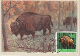 Pologne Carte Maximum 1965 Bison 1490 - Tarjetas Máxima