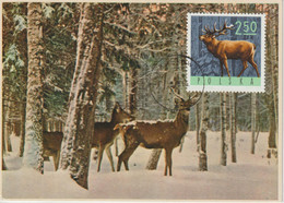 Pologne Carte Maximum 1965 Cerf 1489 - Cartes Maximum