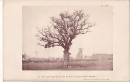 Isigny-le-Buat Ou Isigny-Pain-d'Avoine (Manche) Le Chêne Porte-gui De La Ferme Du Bois + Gui Photographié Le 24/04/1898 - Otros Planes