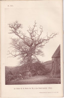 Auvray (Orne 61) Le Chêne De La Ferme Du Ré, à La Forêt-Auvray Photographié 17/04/1897 Falaise Mme Charles Des Moutis - Altri Disegni