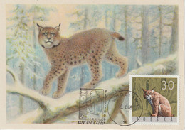 Pologne Carte Maximum 1965 Lynx 1484 - Maximumkarten