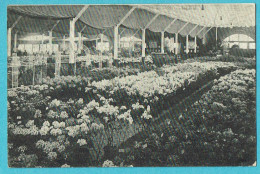 * Boskoop (Zuid Holland - Nederland) * (Uitgave A.J. Mathot) Grote Bloemen Tentoonstelling, 5 - 20 April 1911, Fleurs - Boskoop