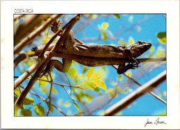 Costa Rica Native Iguana - Costa Rica