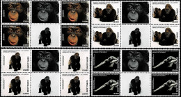 SIERRA LEONE 2016 Mi 8008-8011 NATIONAL GEOGRAPHIC GORILLAS & MONKEYS 4 X MINT BLOCK OF 4 STAMPS ** - Gorillas